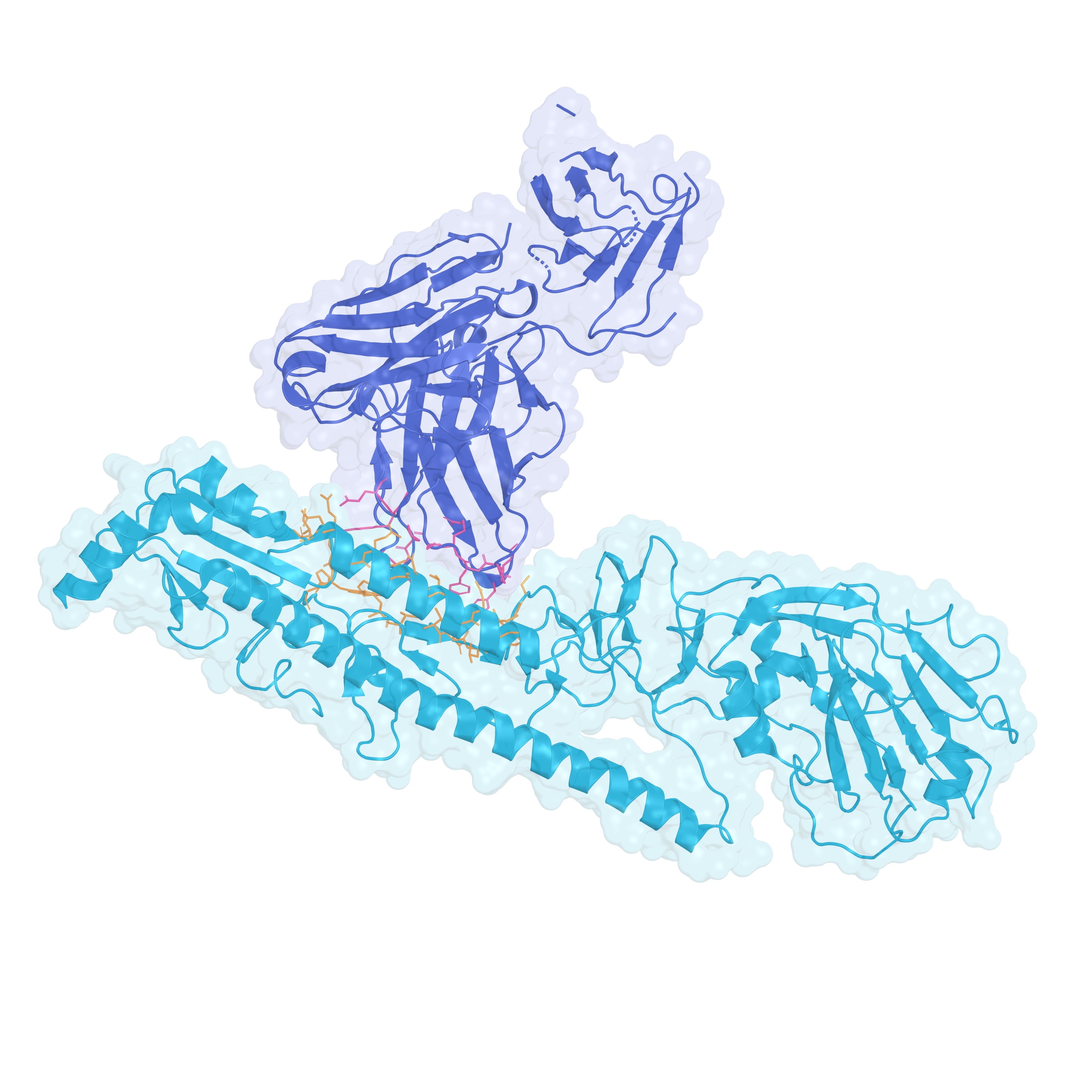 Real PDB structure of influenza hemagglutinin bound to CR6261 Fab, rendered as cartoon and a transparent molecular surface with interface residues shown as colored sticks